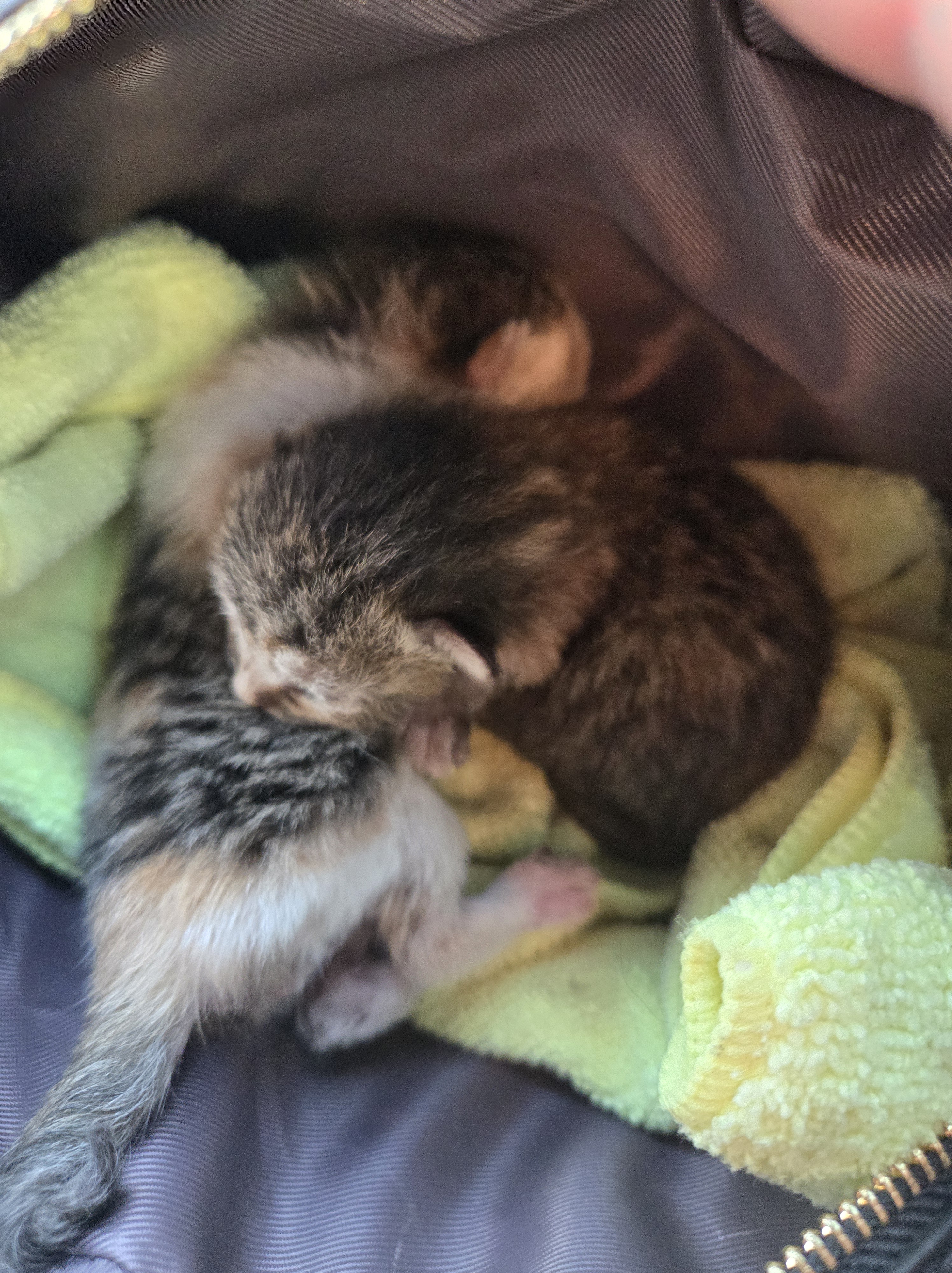 Helping Humans Help Cats