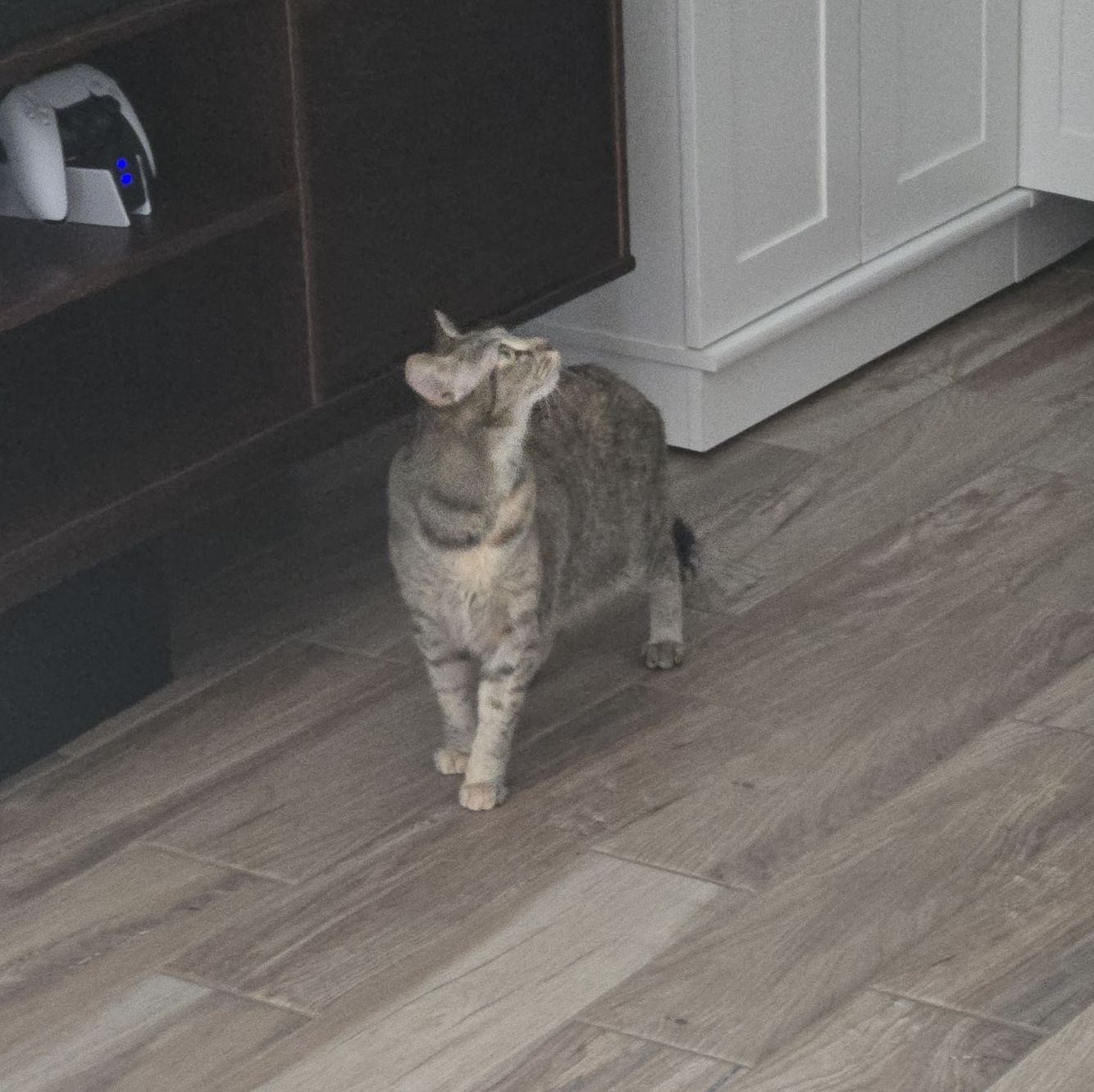 Cats Story 1 – Gabby gets a new toy…