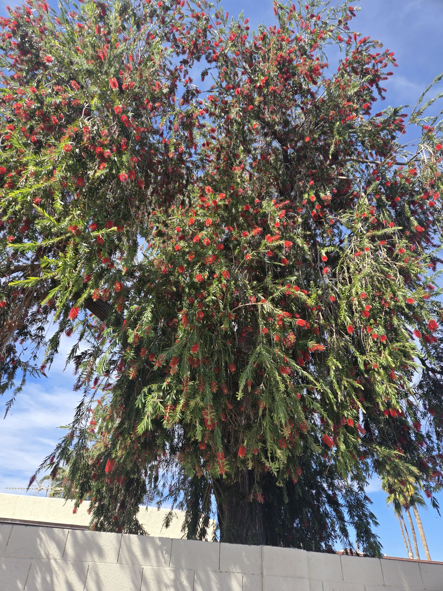 Walk 2 of 5 – Week of March 1st – Hot and sunny Arizona