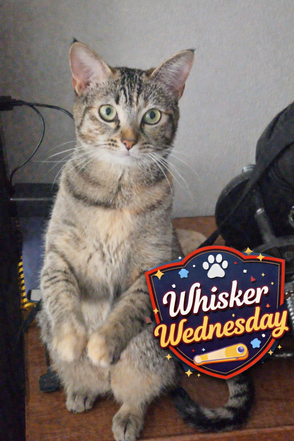 Whisker Wednesday – Game unlocked for Xena and Gabby 🎮