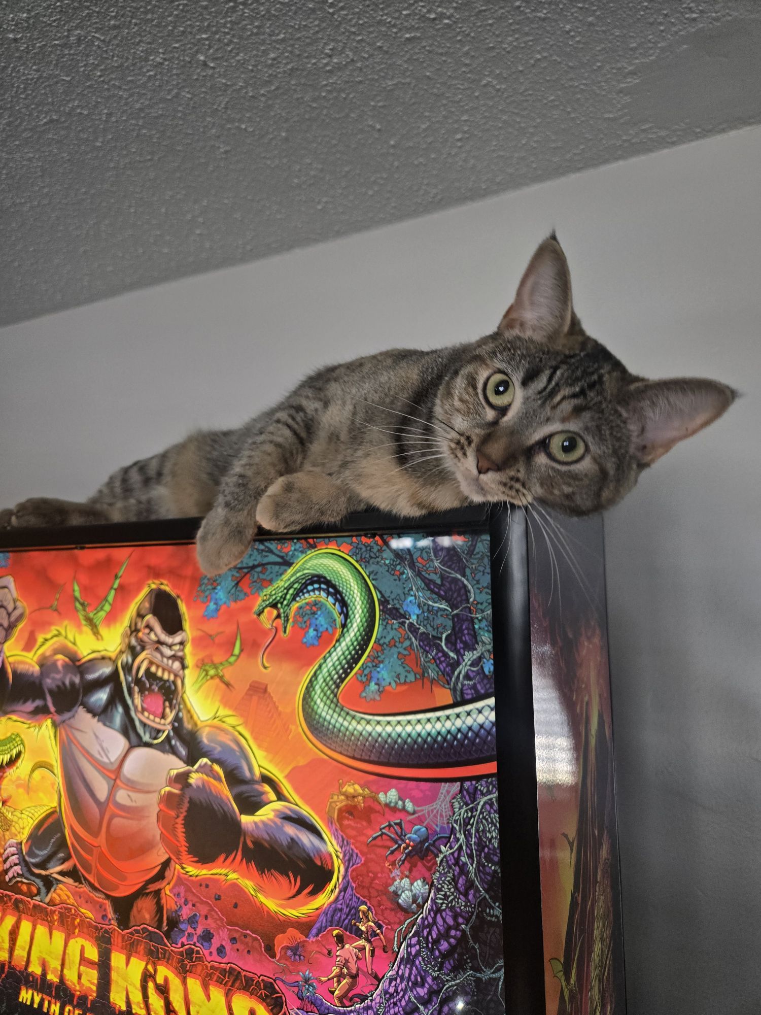 🐾 Whisker Wednesday: Gabby Playtime — Every Time, All the Time! 🐾